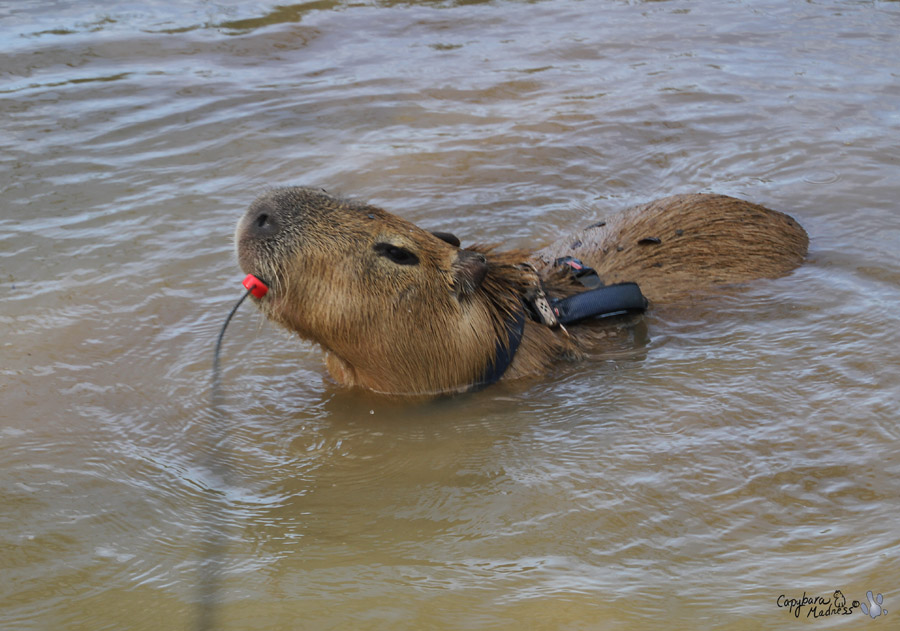 First Swim in Capybara Creek