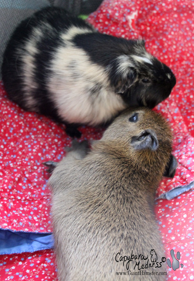 Introducing Mudskipper Rous