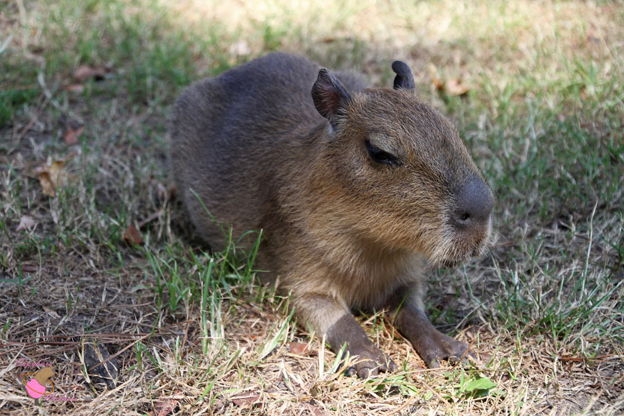 Visiting Jinxx, the baby capybara