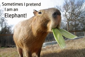 Things I Pretend to be